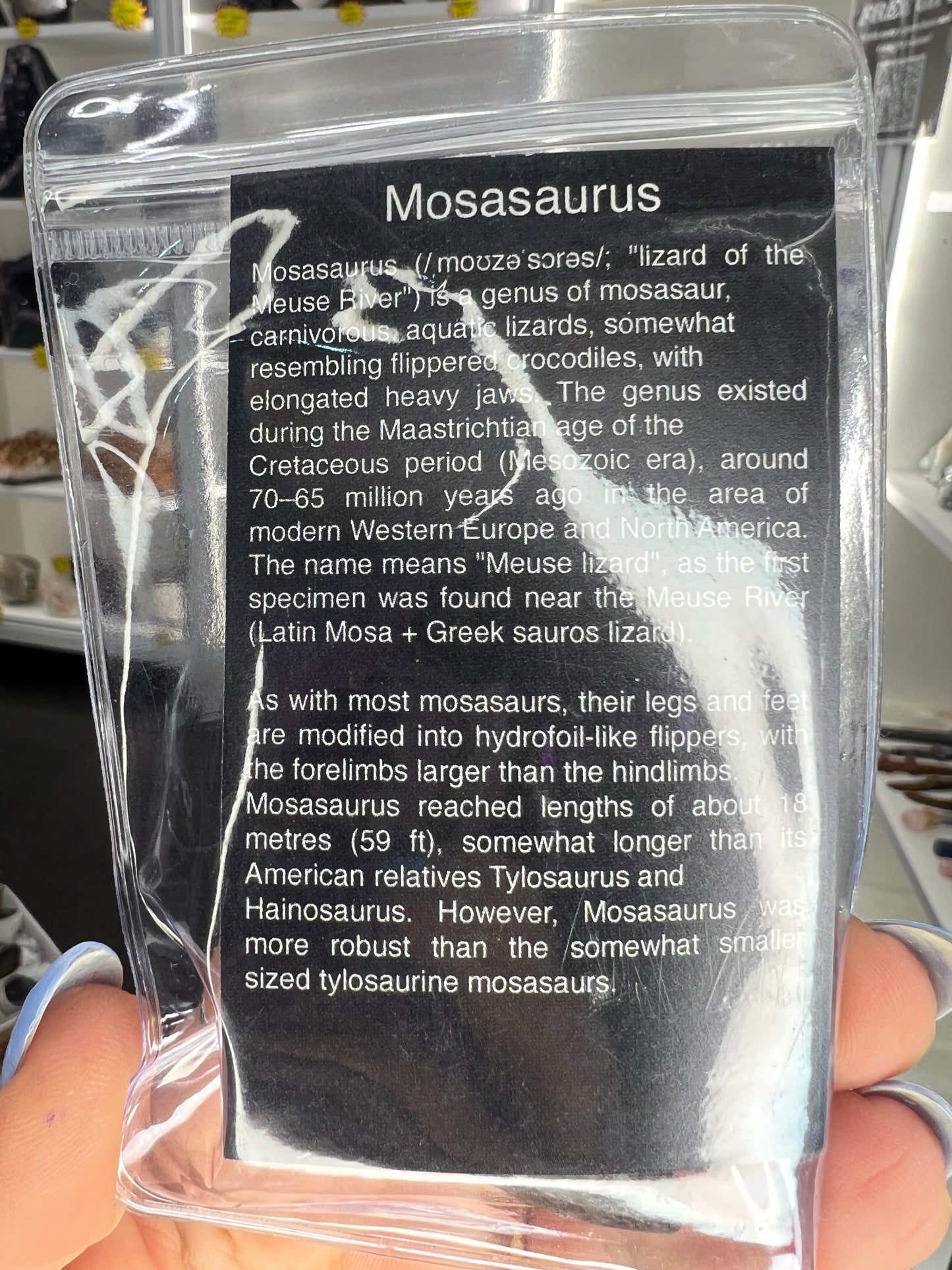 Mosasaurus Anceps Tooth