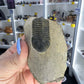 Trilobite in Matrix
