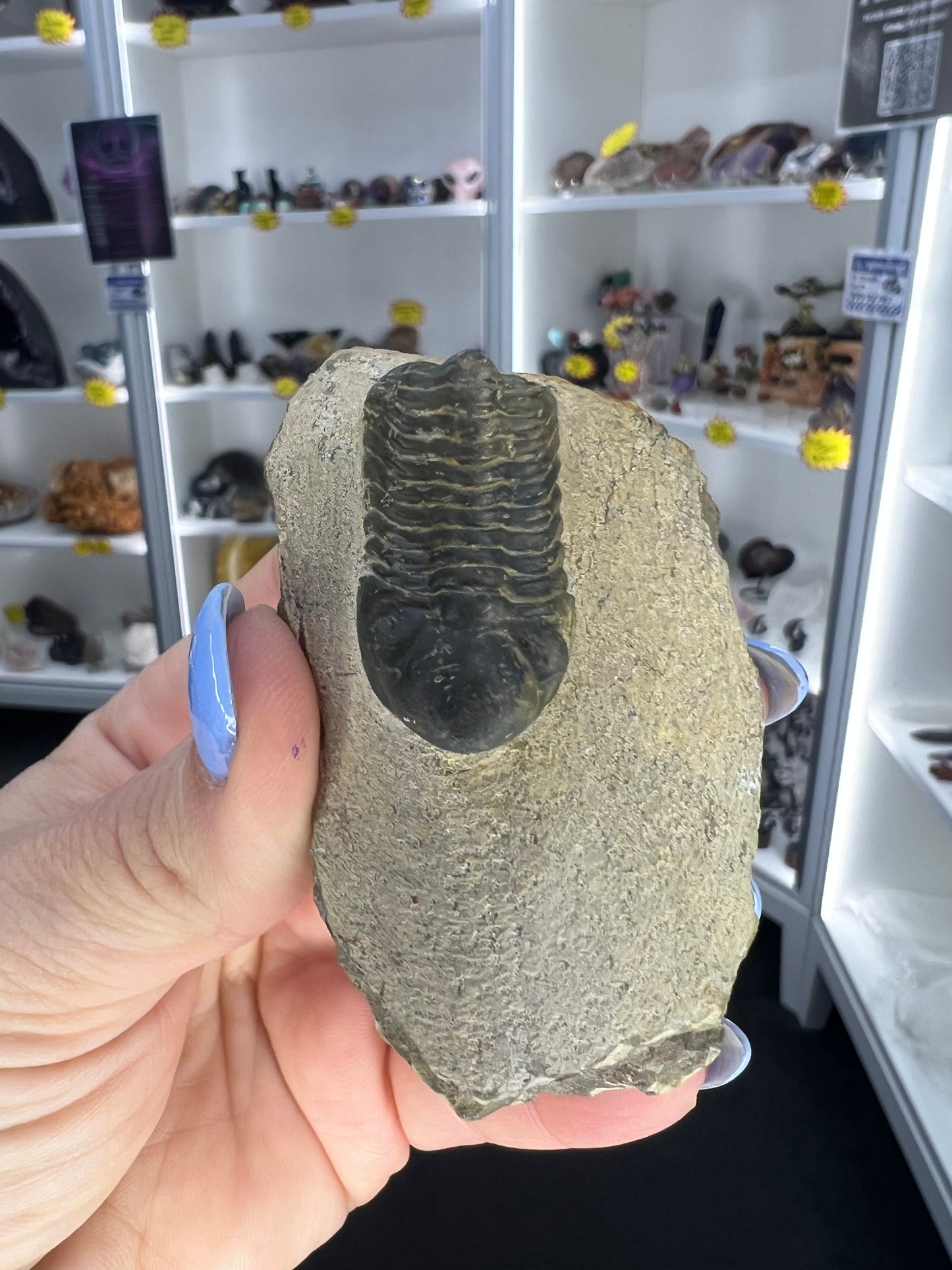 Trilobite in Matrix