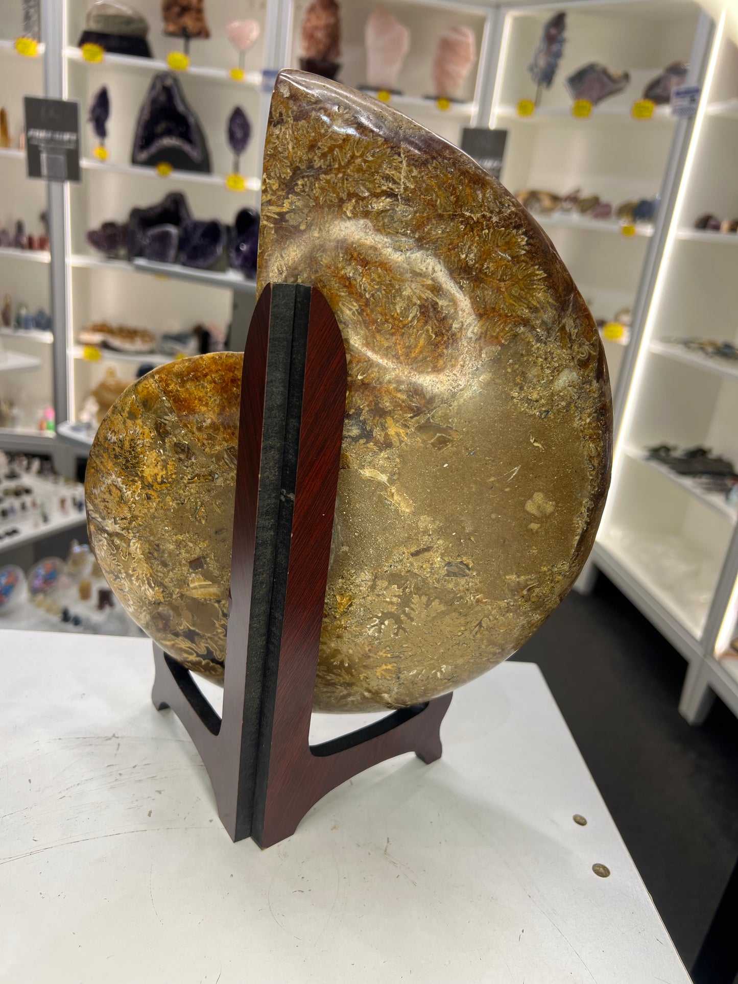 Huge Ammonite on Stand