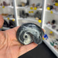 Gonatite Fossil