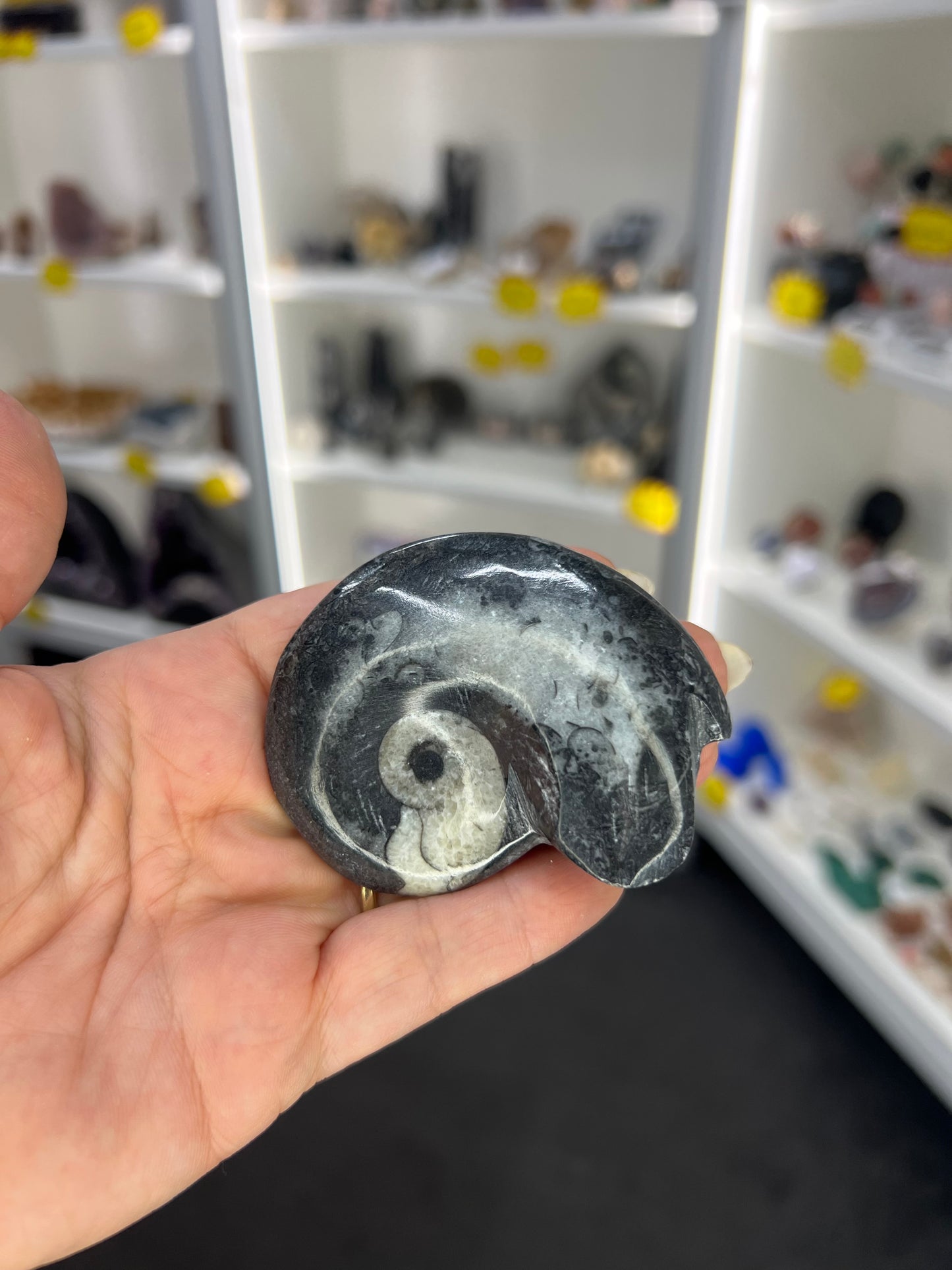 Gonatite Fossil