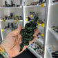 Green Jade Snake on Sword