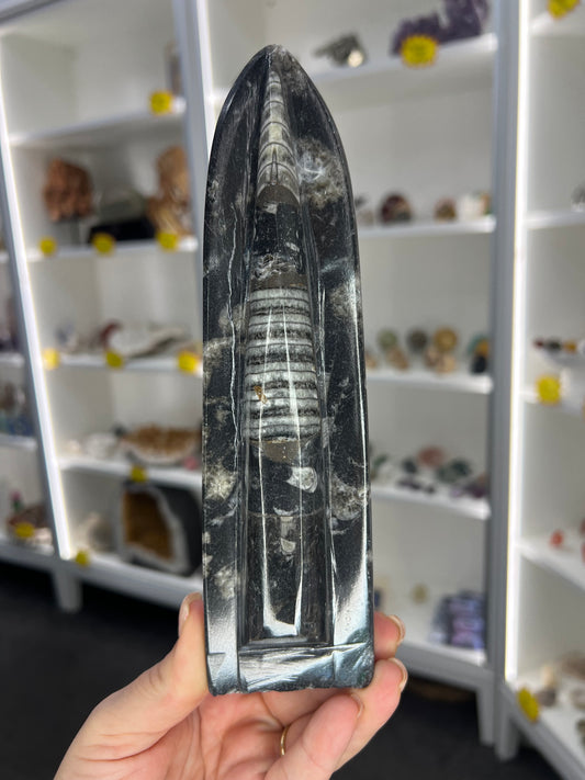 Orthoceras Totem