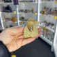 Mosasaurus Anceps Tooth in Matrix