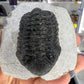Trilobite in Matrix