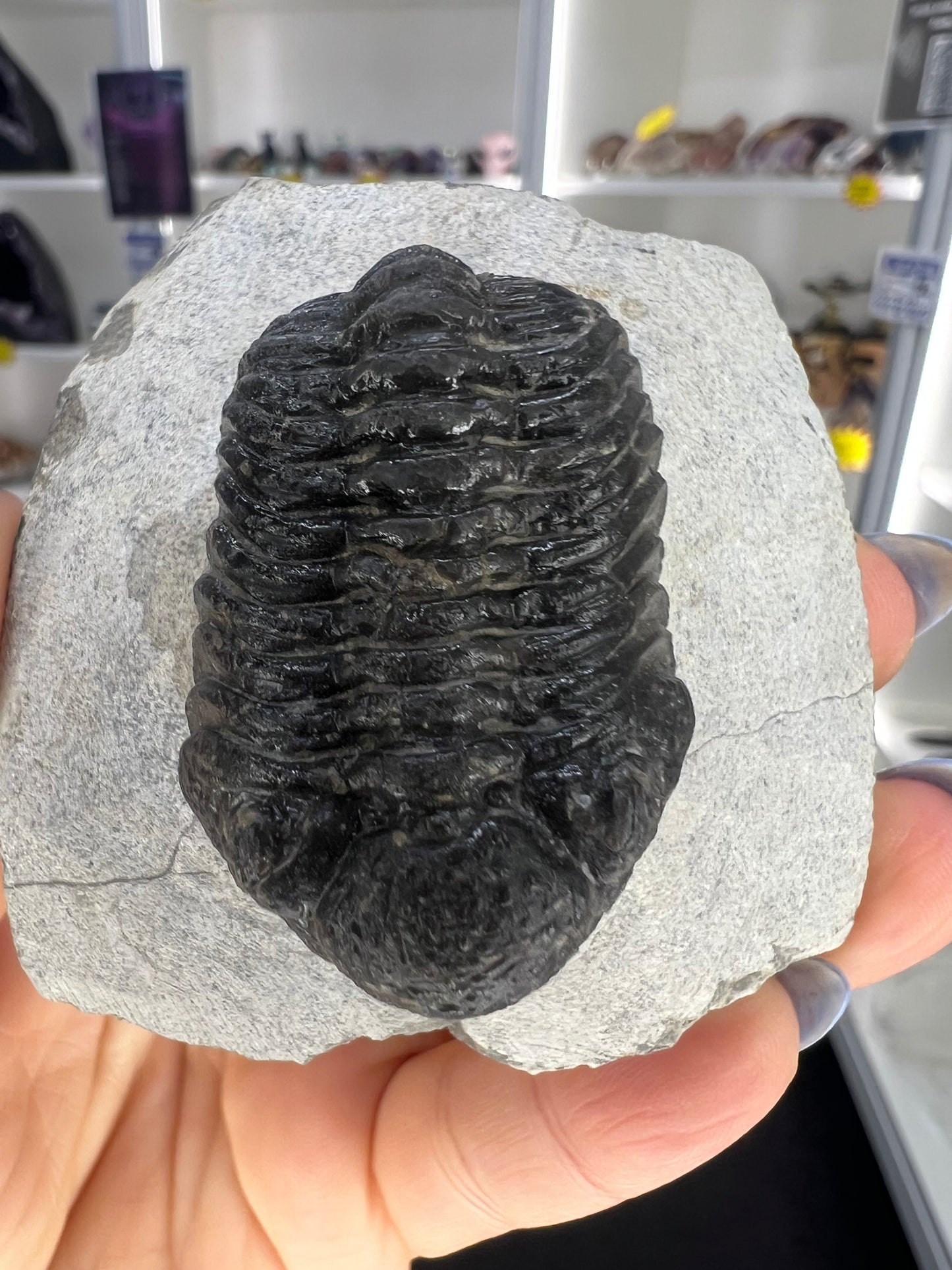 Trilobite in Matrix