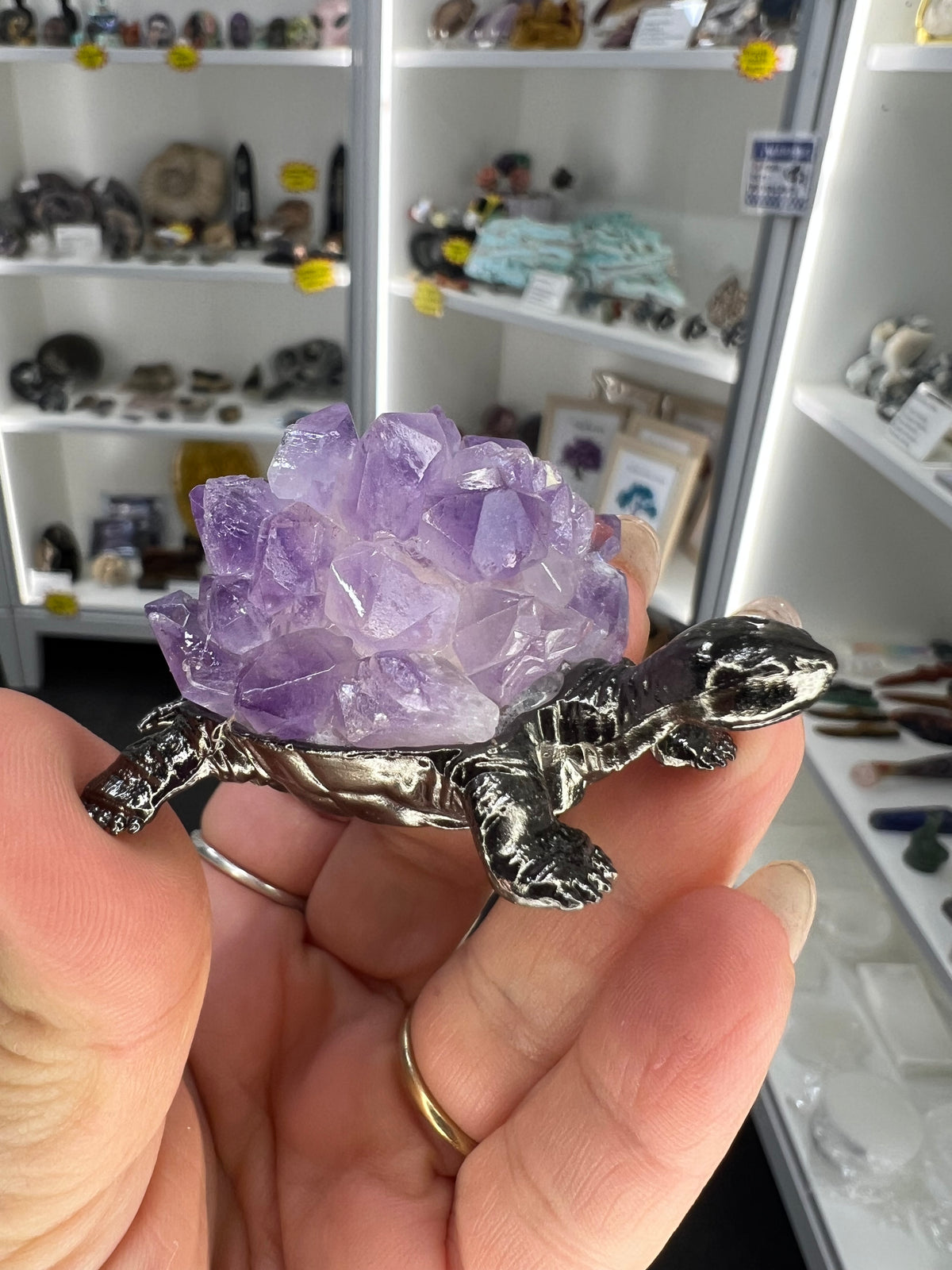 Amethyst Cluster on Grey Turtle