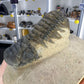 Trilobite in Matrix