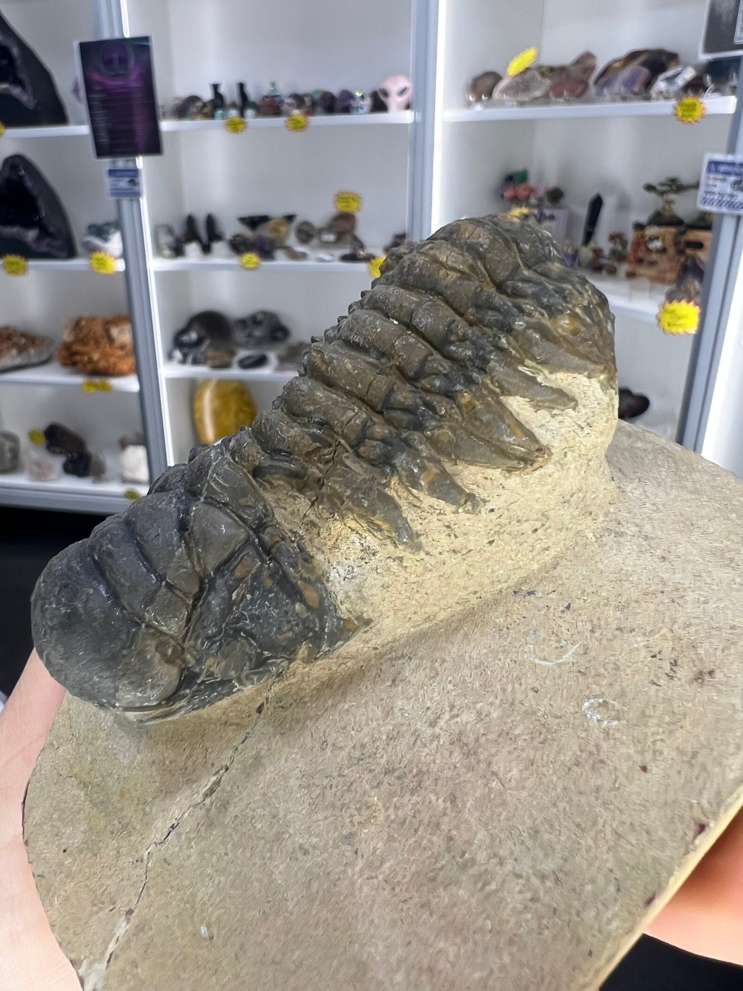 Trilobite in Matrix