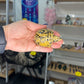 Picture Stone Jasper Turtle