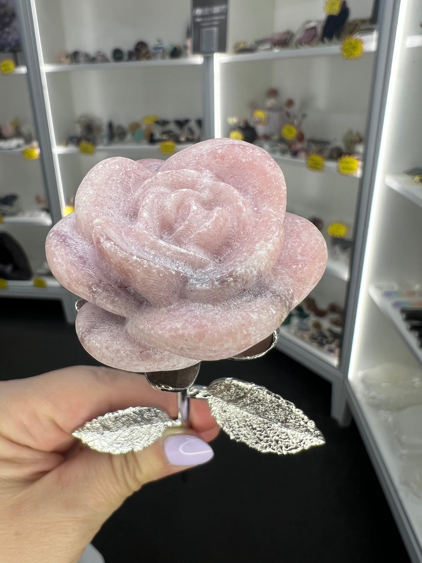 Pink Opal Forever Rose