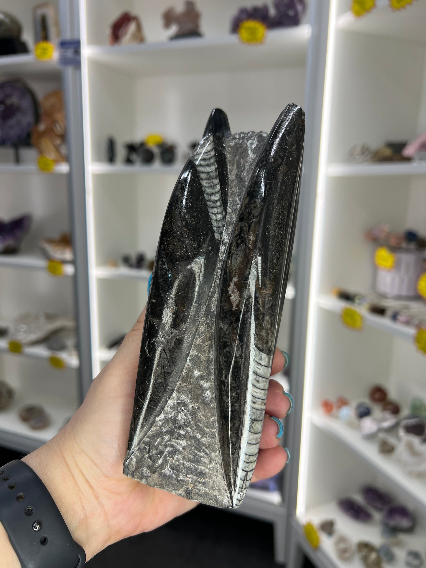 Orthoceras Tower