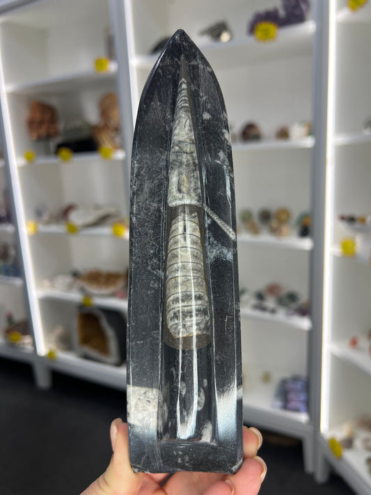 Orthoceras Totem