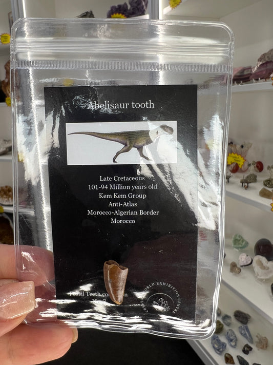 Abelisaur Tooth
