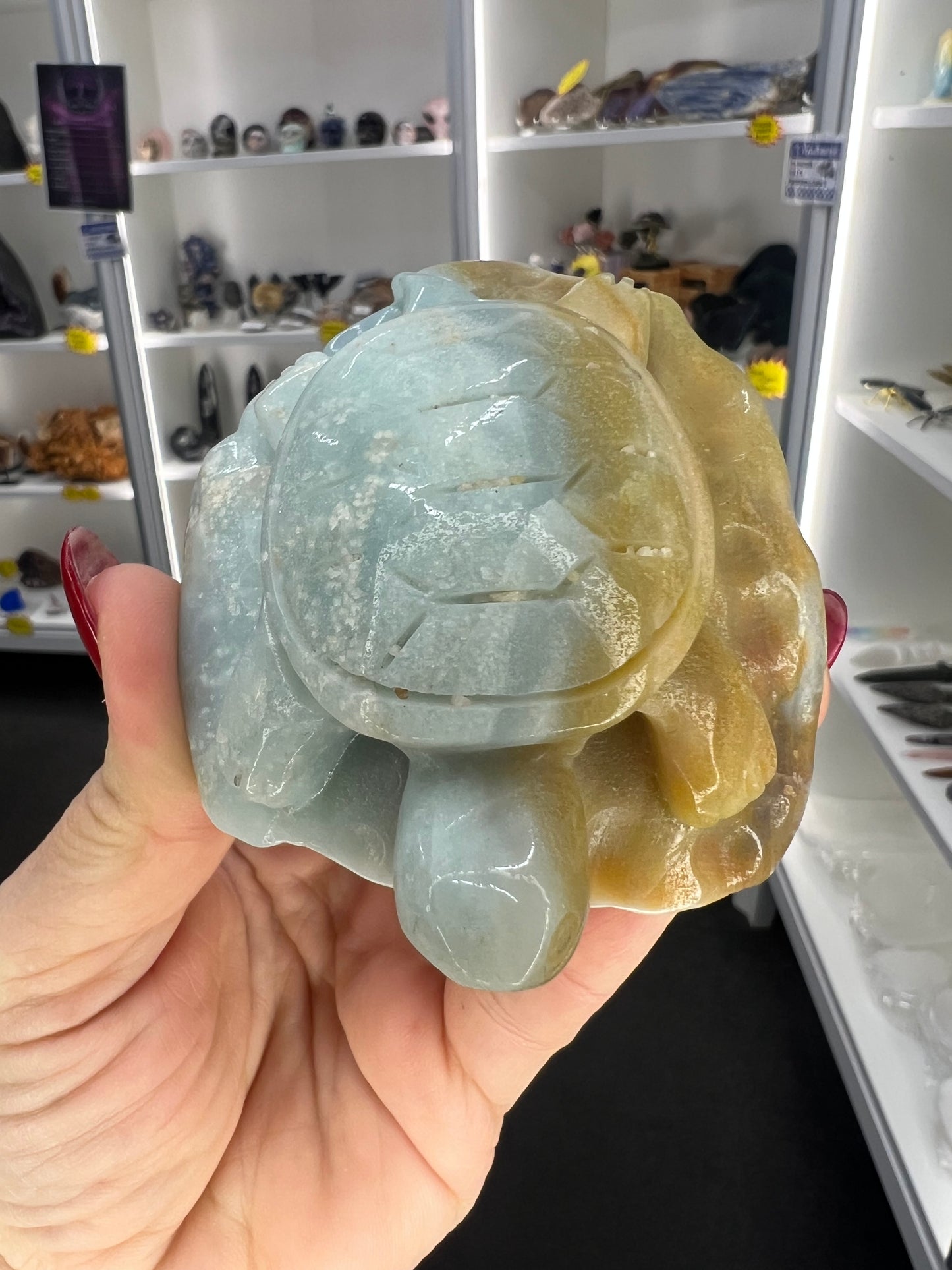 Caribbean Calcite Turtle