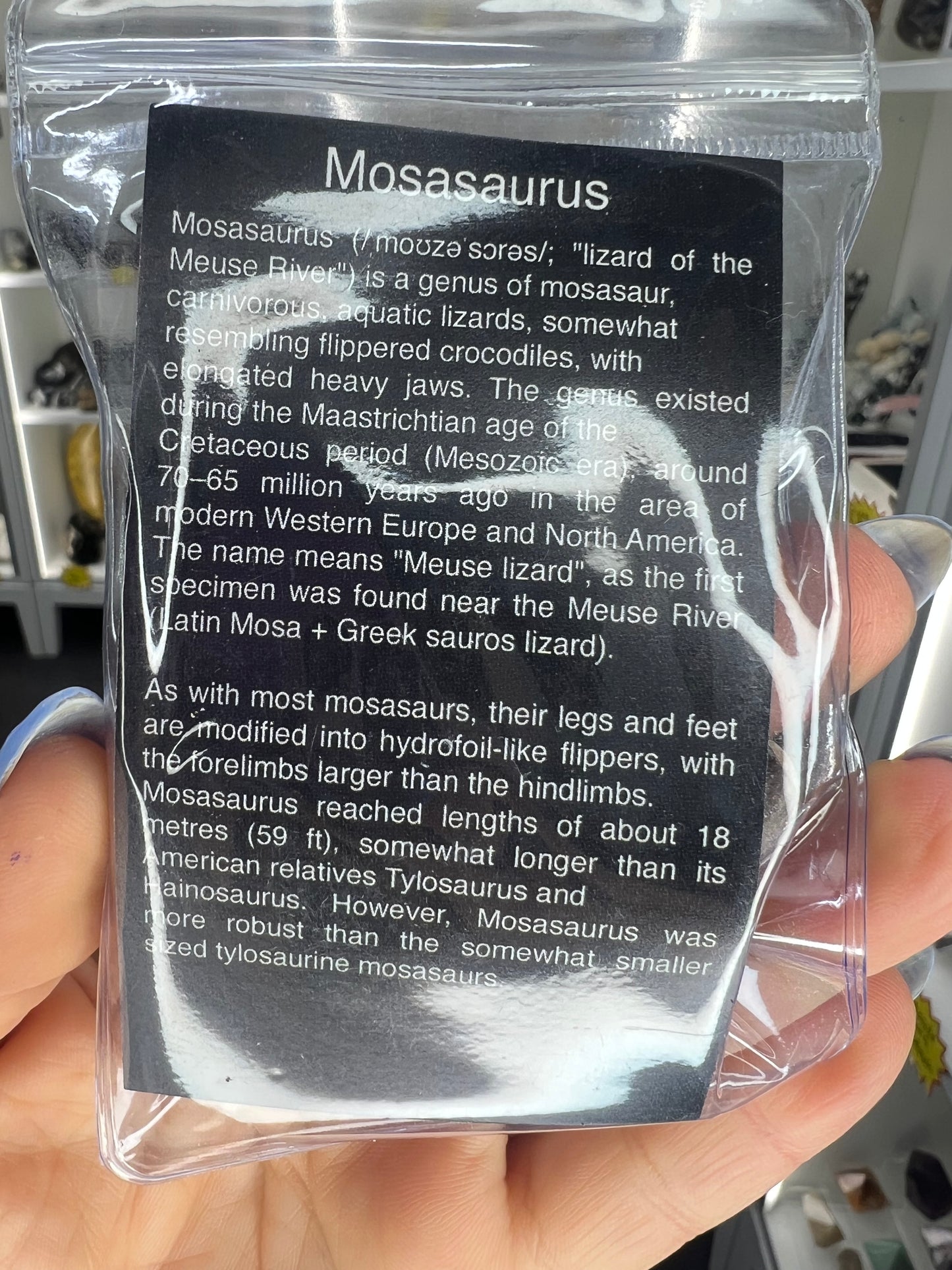 Mosasaurus Anceps Tooth