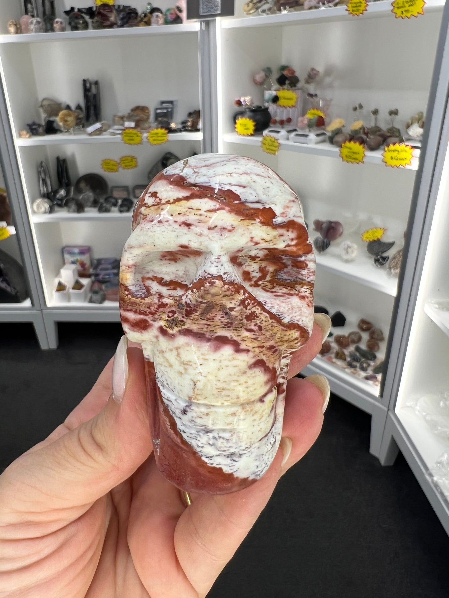 Petrified Wood Skull