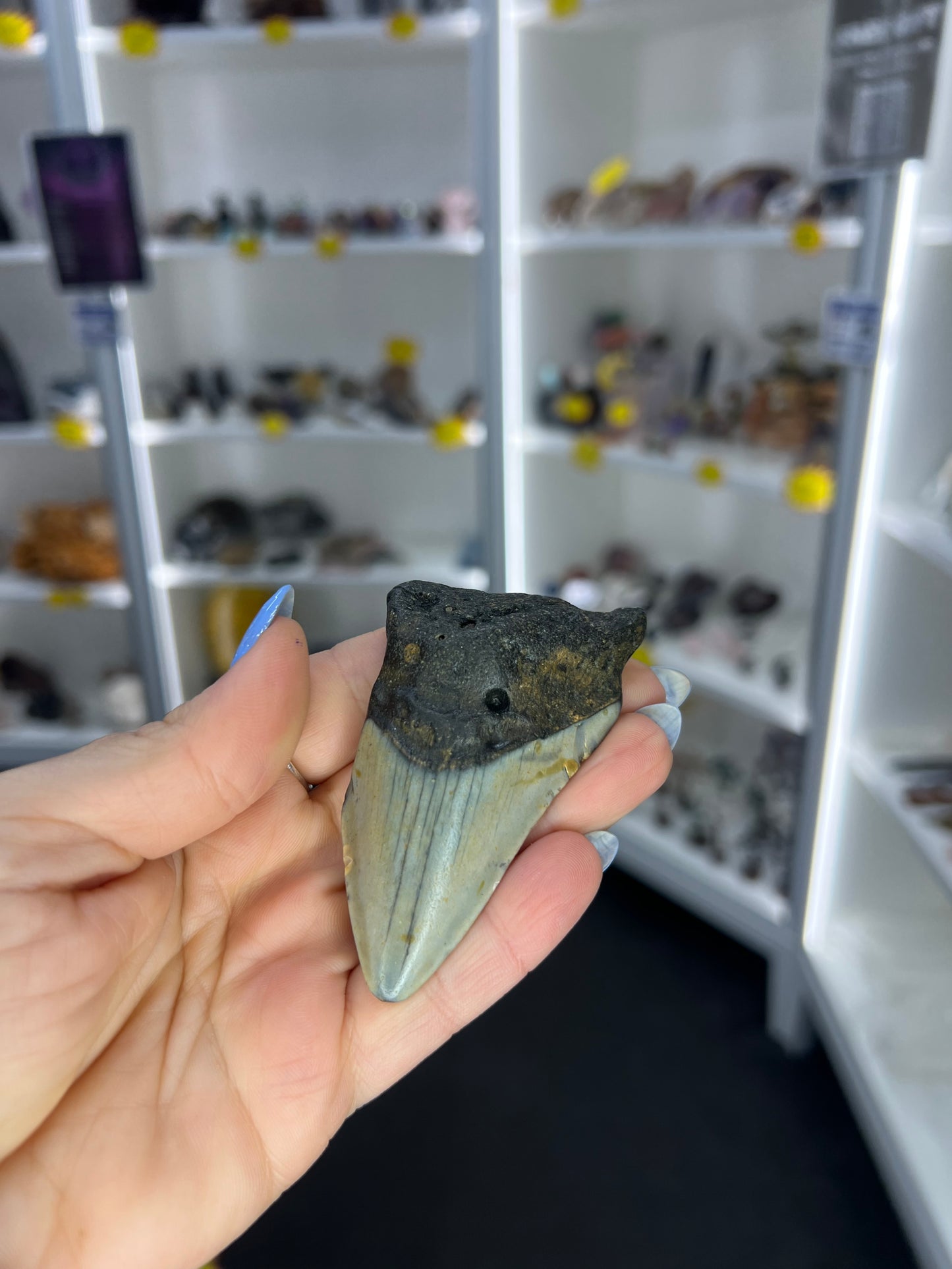 Megalodon Tooth