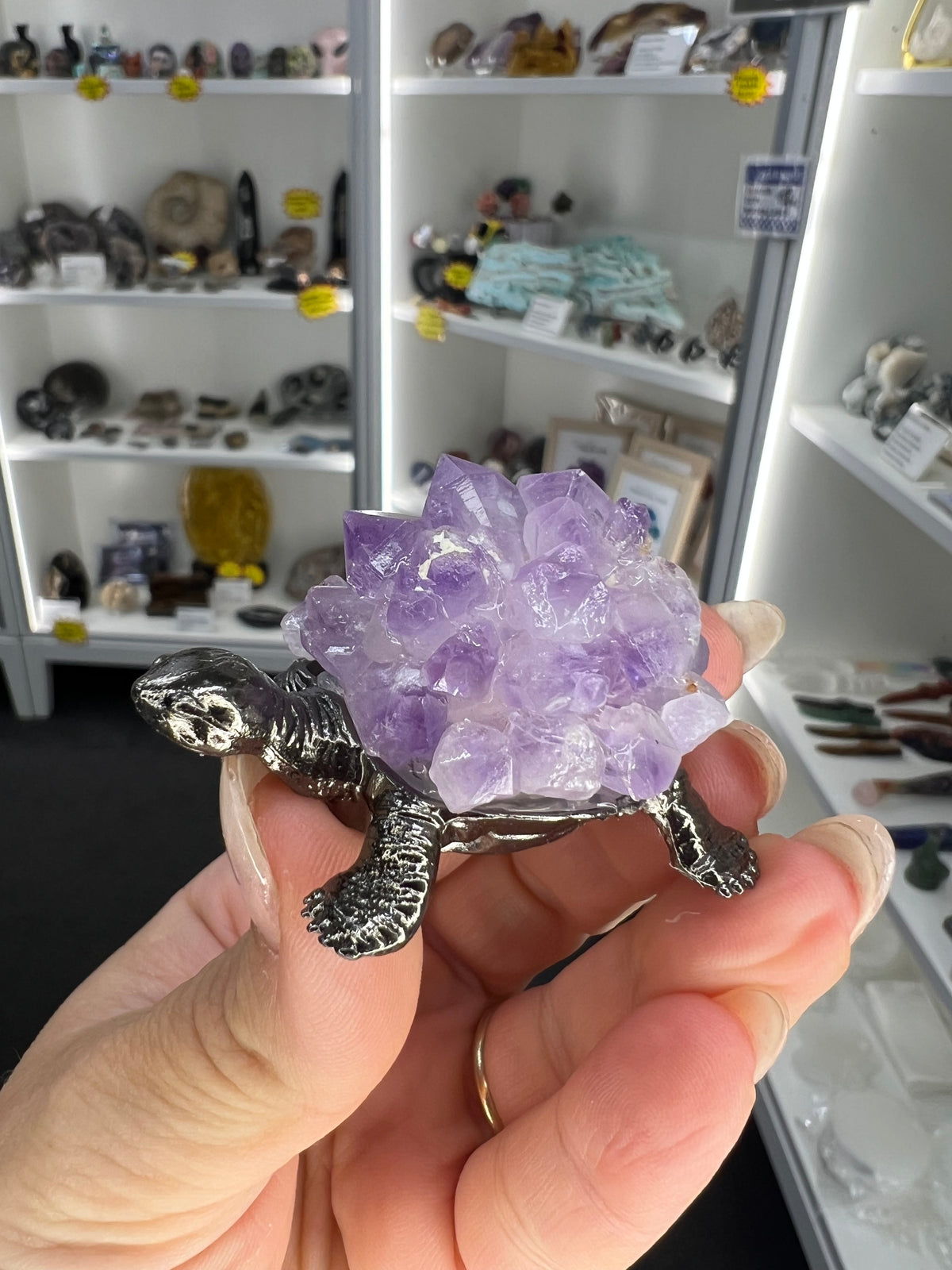 Amethyst Cluster on Grey Turtle