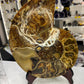Huge Ammonite on Stand