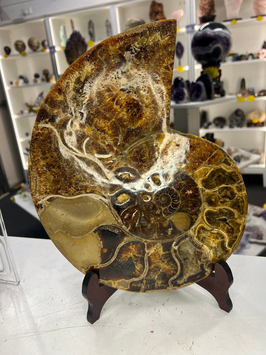 Huge Ammonite on Stand