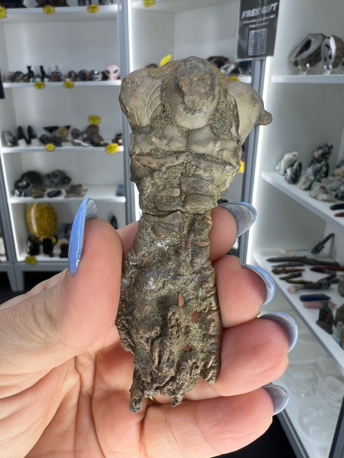 Jimbacriinus Bostocki Crinoid in Matrix