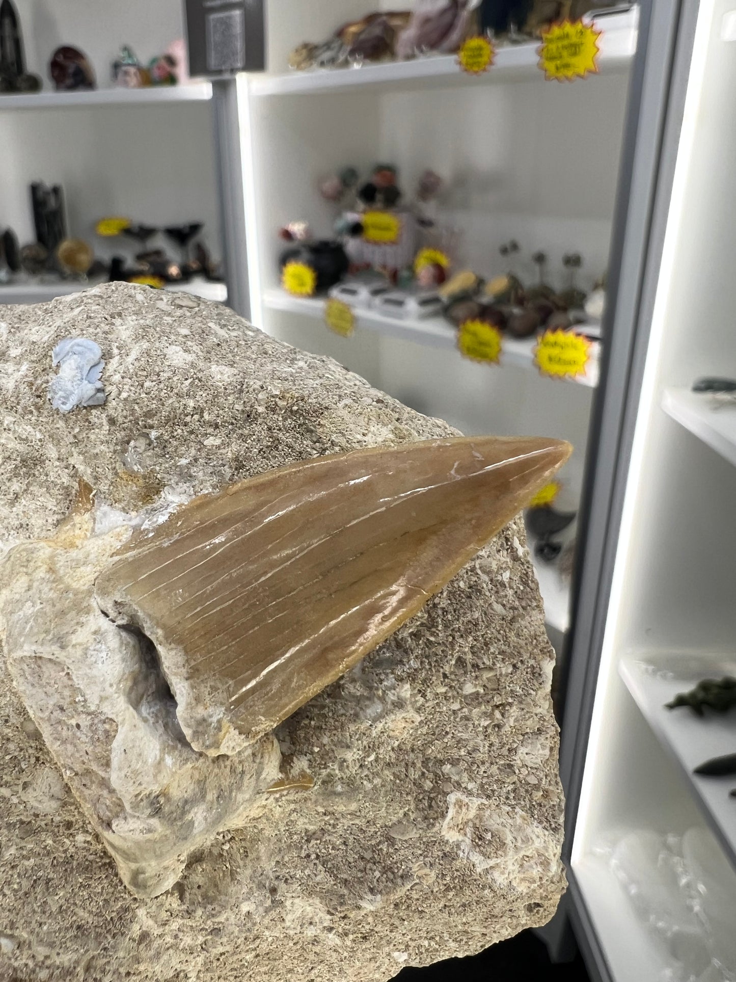 Dinosaur Tooth in Matrix