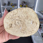 Turritella Shell Cluster Slab