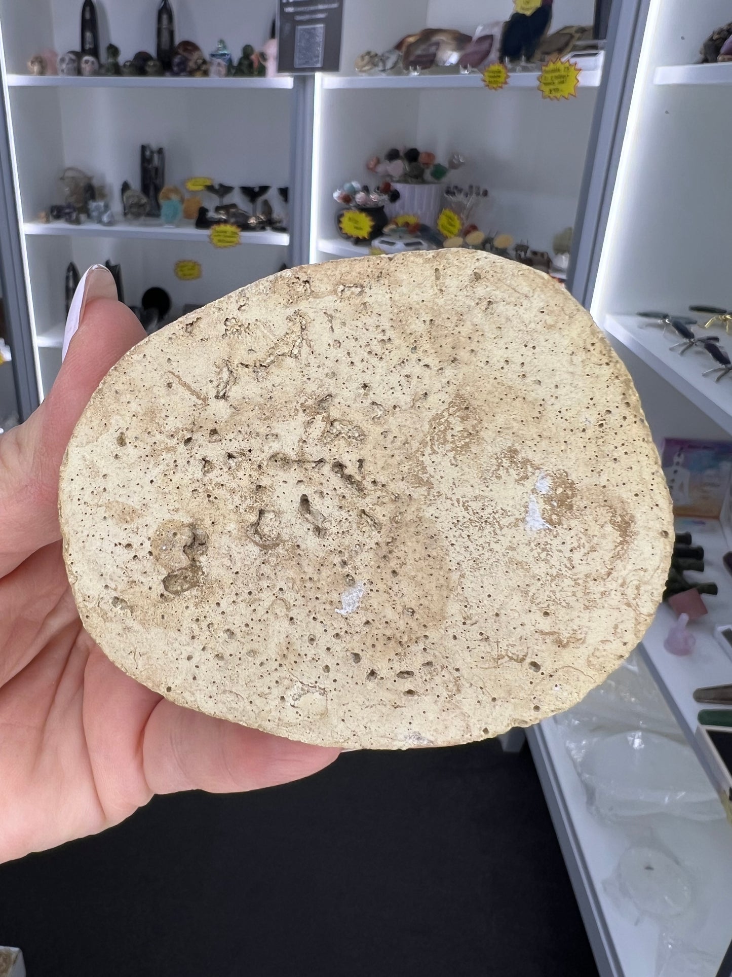 Turritella Shell Cluster Slab