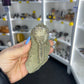 Jimbacriinus Bostocki Crinoid in Matrix