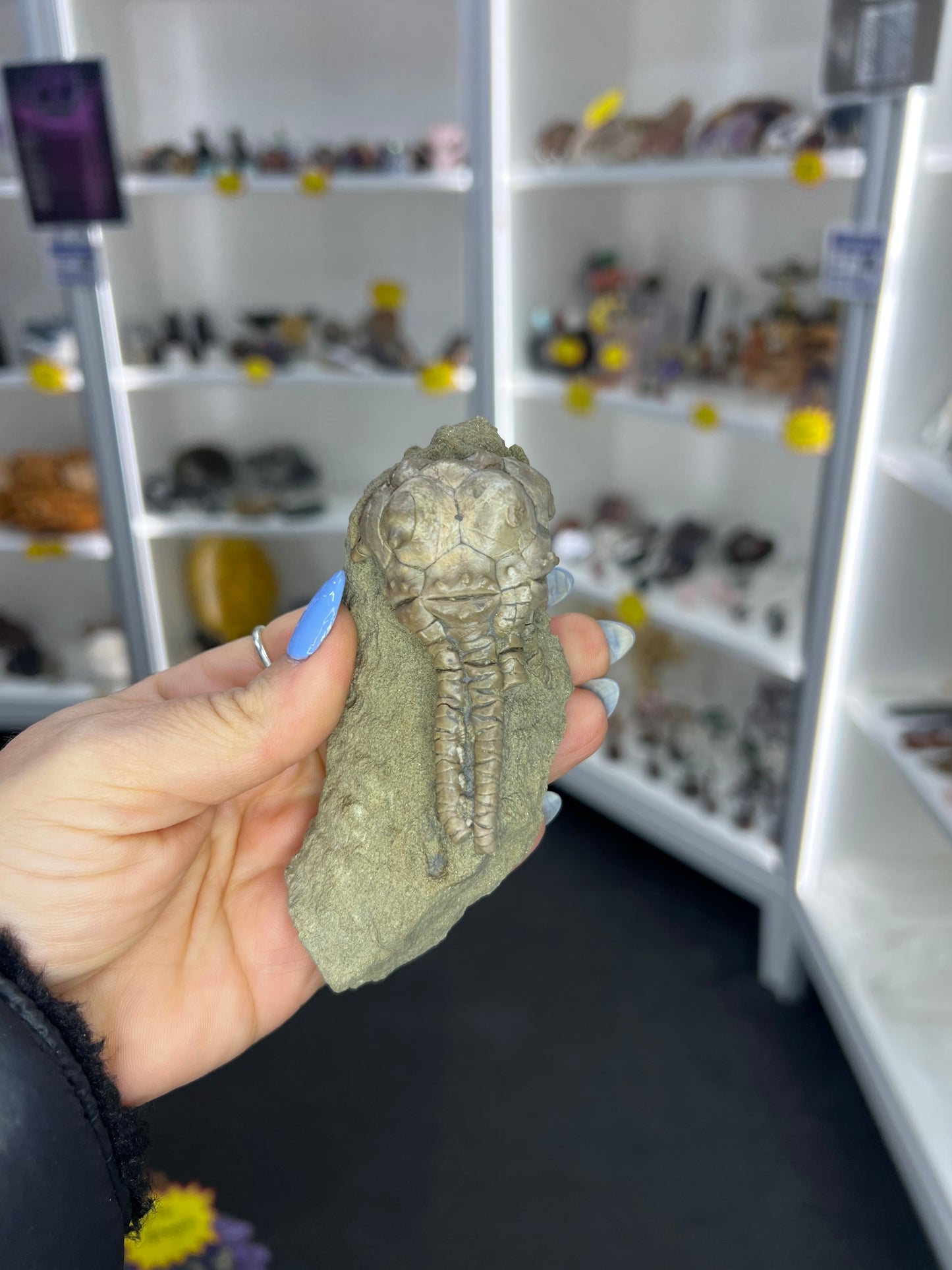 Jimbacriinus Bostocki Crinoid in Matrix