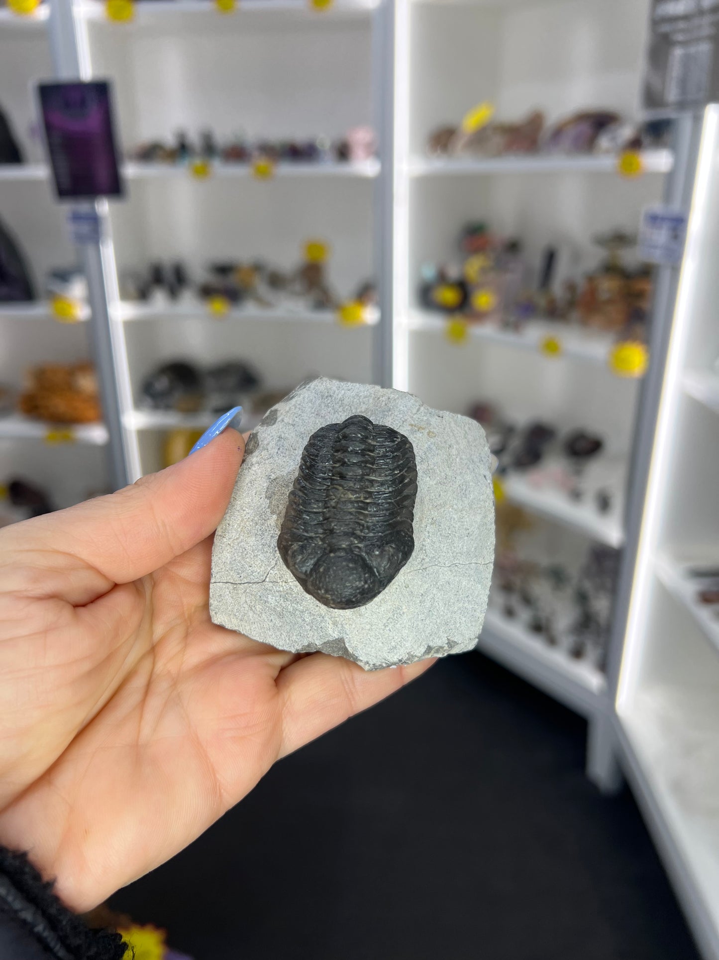 Trilobite in Matrix
