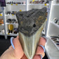 Megalodon Tooth