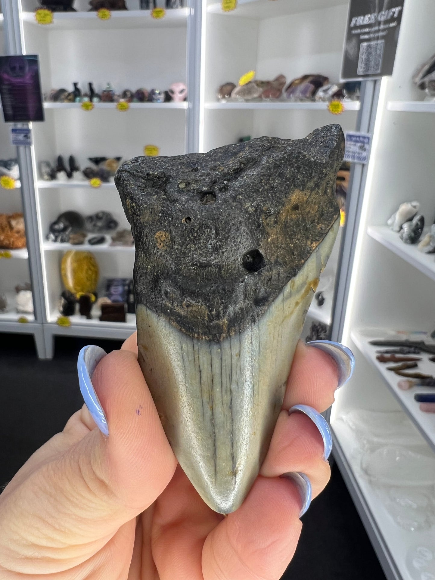 Megalodon Tooth