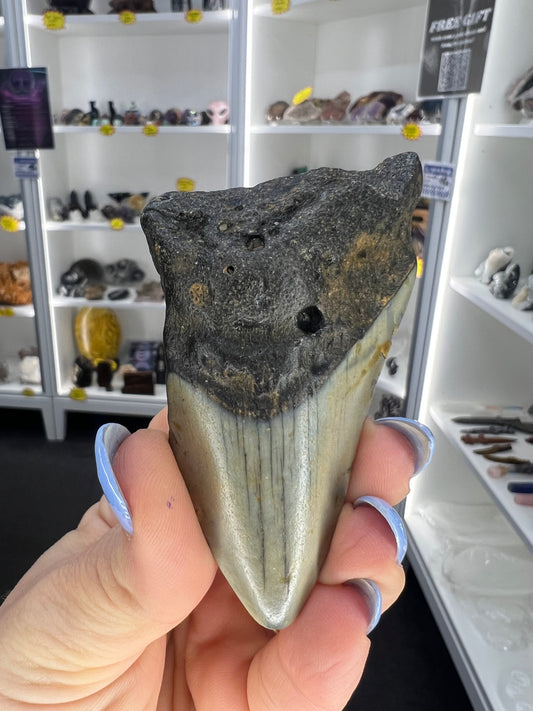 Megalodon Tooth