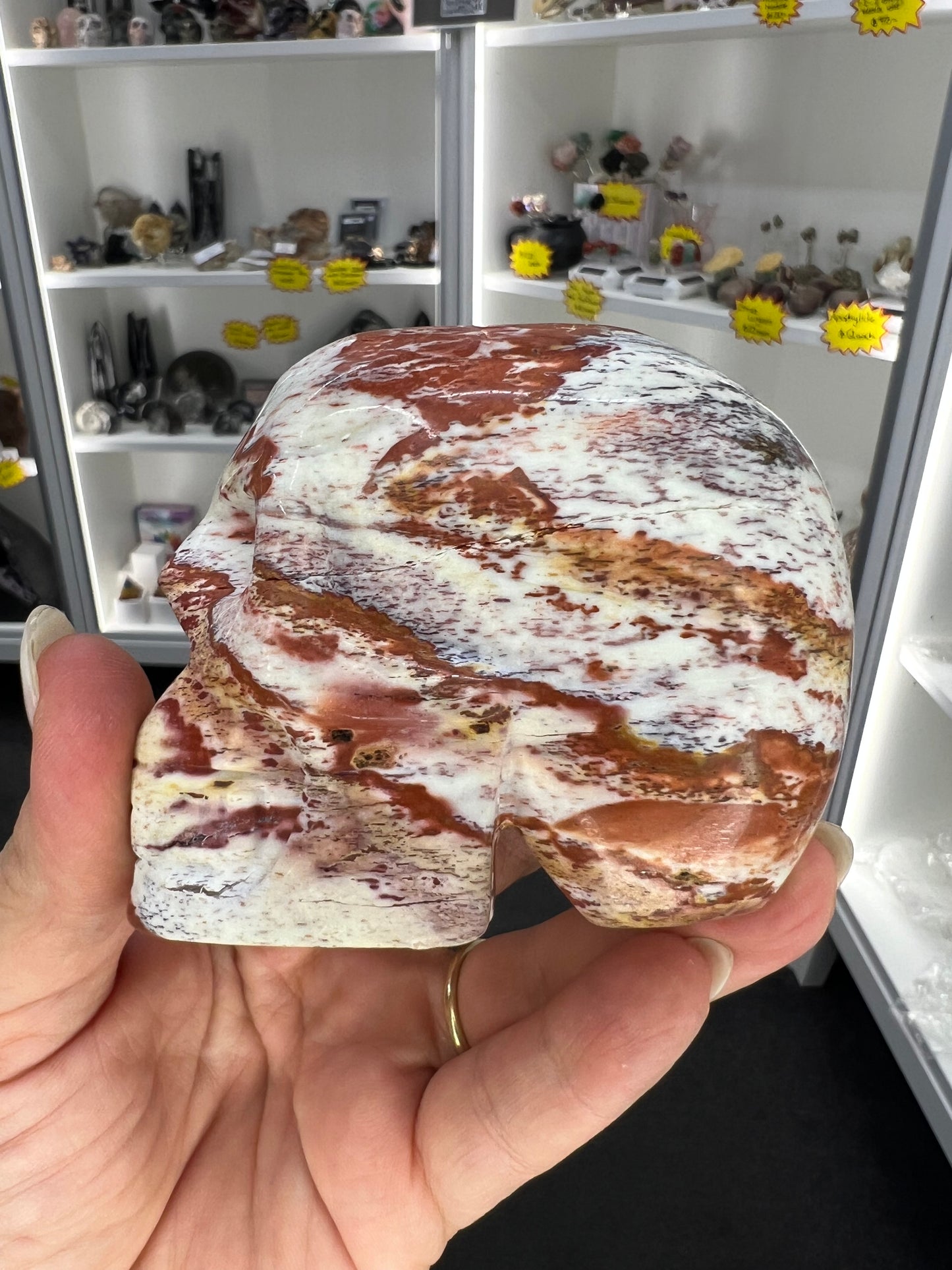 Petrified Wood Skull