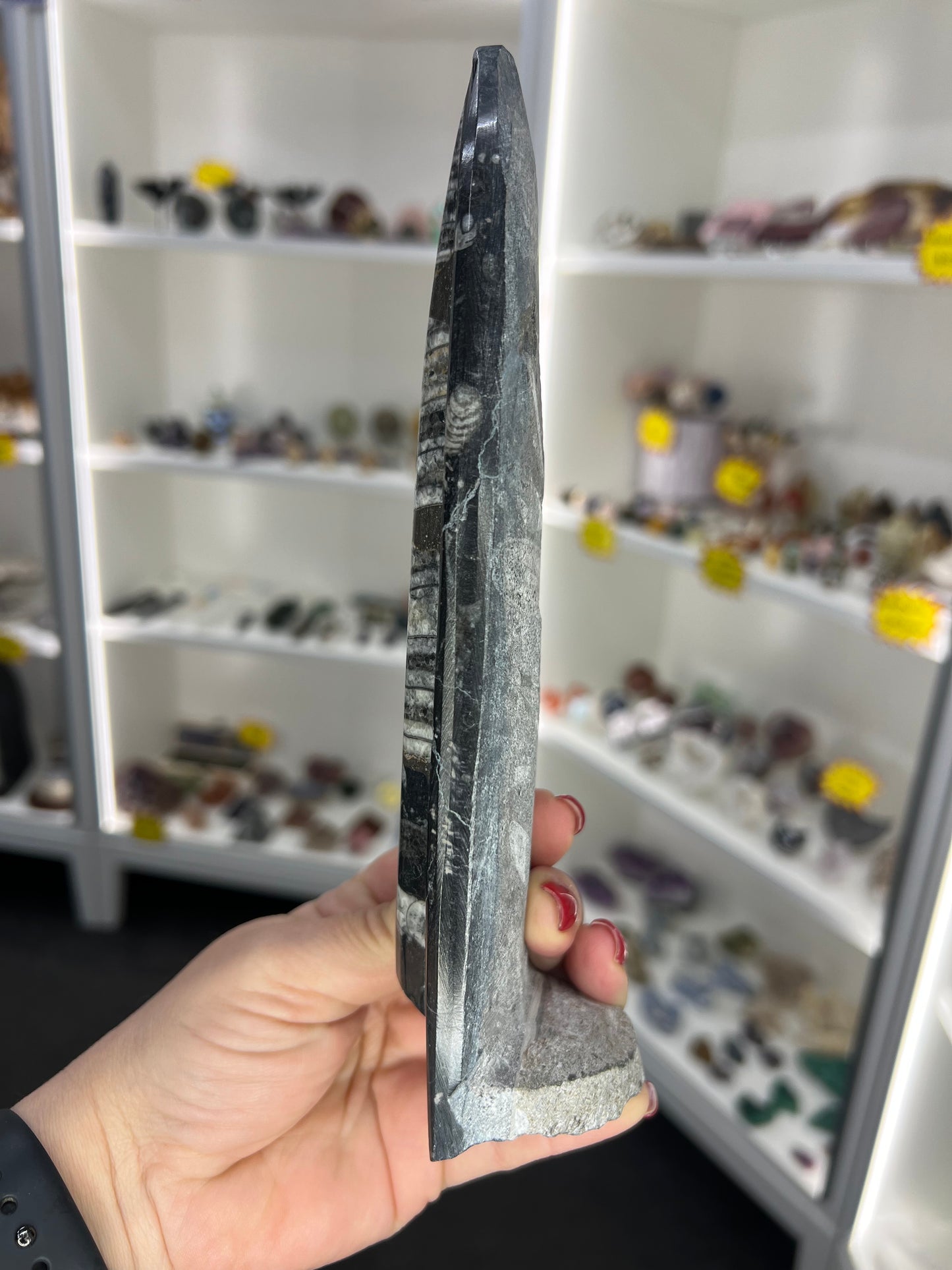 Orthoceras Totem