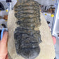 Trilobite in Matrix