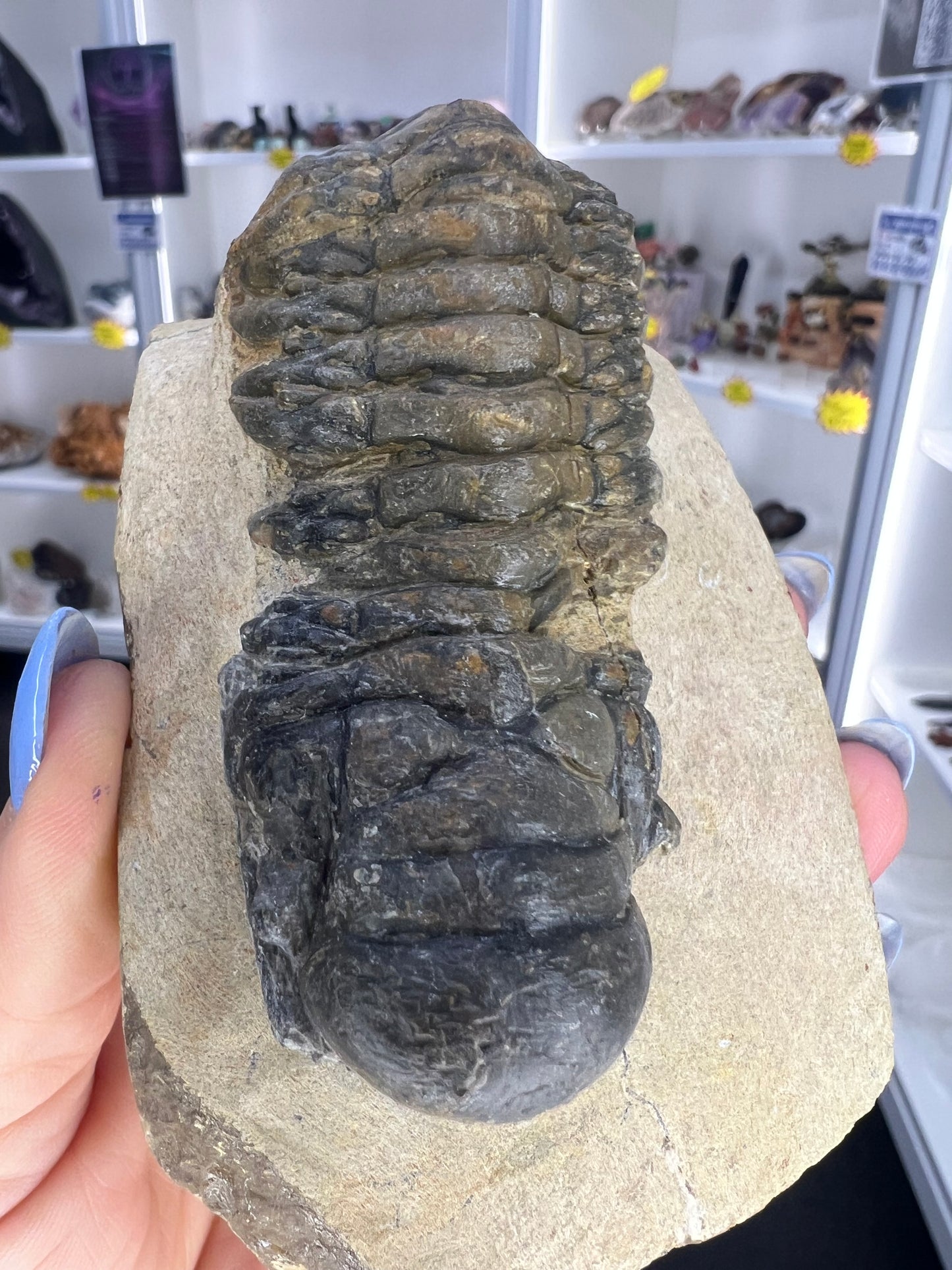 Trilobite in Matrix