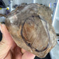 Enhydro Quartz Specimen
