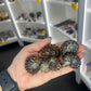 Ammonite Fossil
