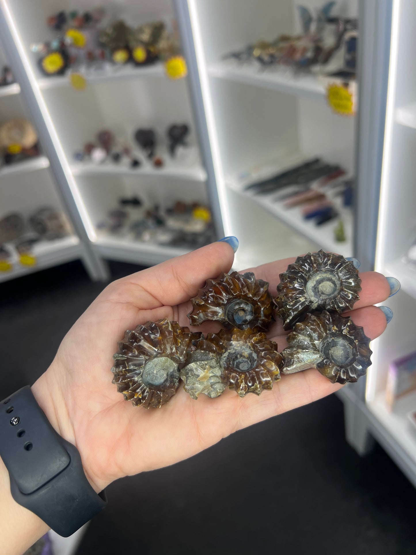 Ammonite Fossil