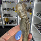 Jimbacriinus Bostocki Crinoid in Matrix