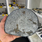 Ammonite Plate