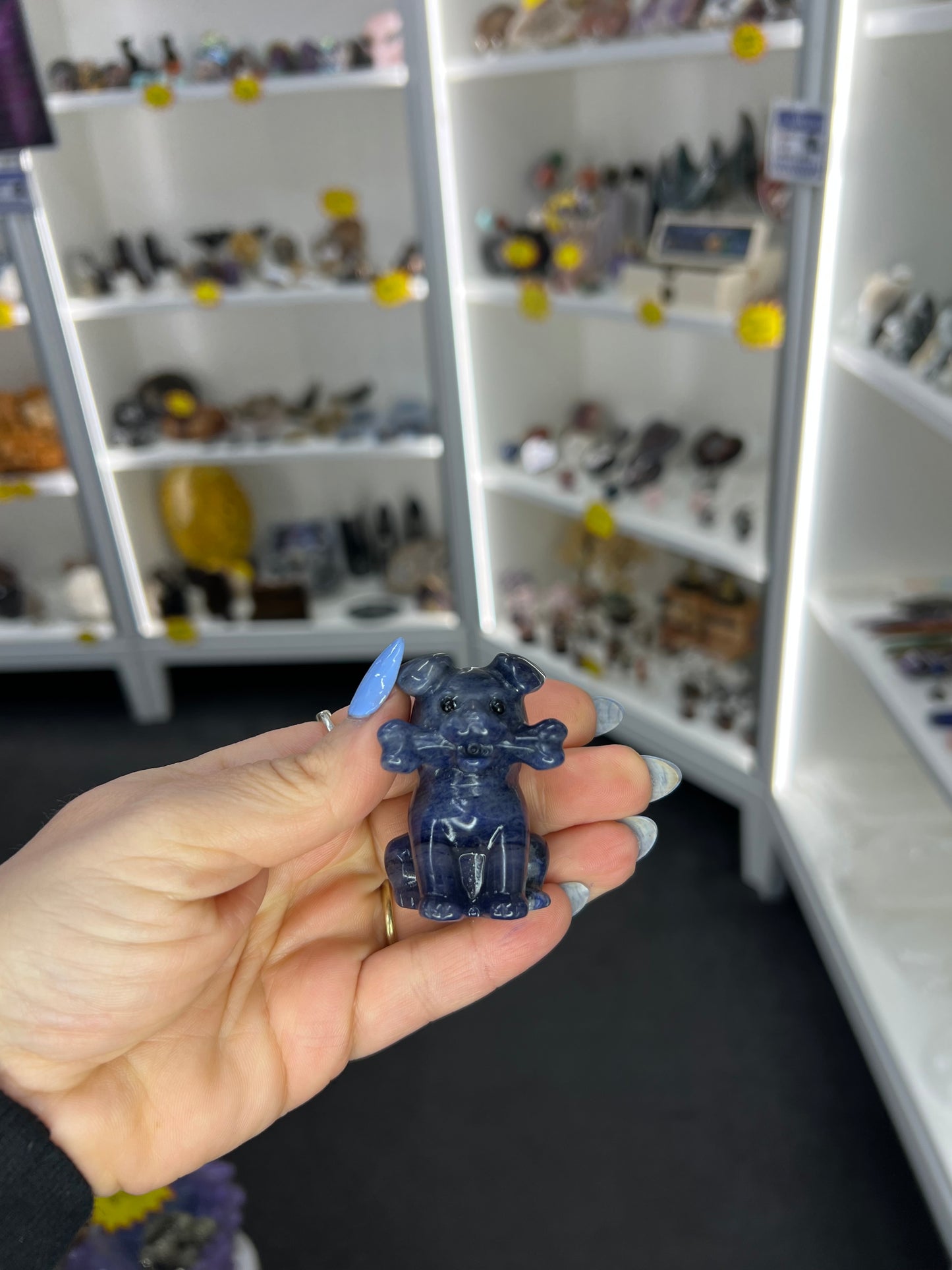 Sodalite Dog with Bone