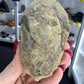 Trilobite Fossil