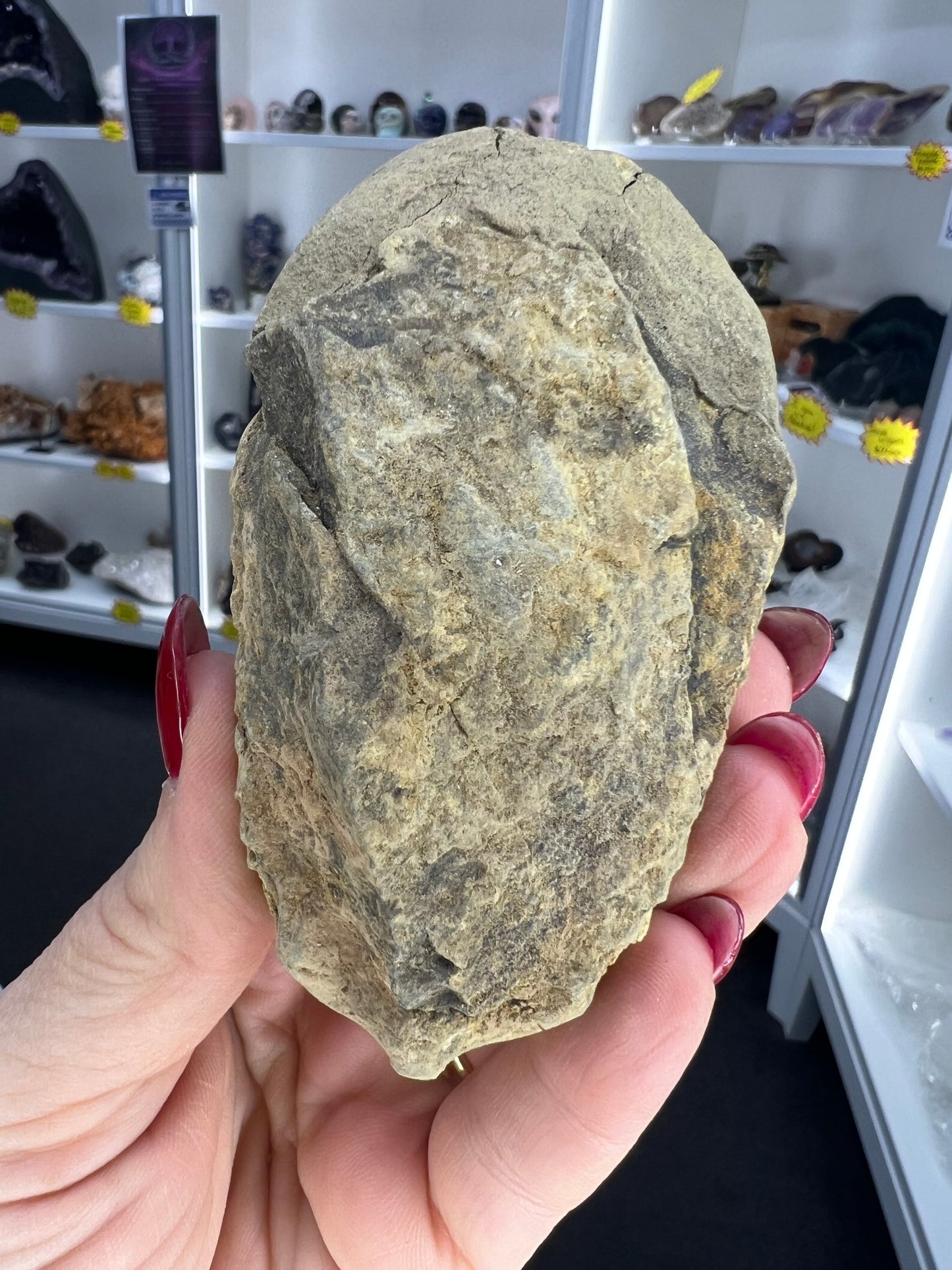 Trilobite Fossil