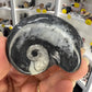 Gonatite Fossil