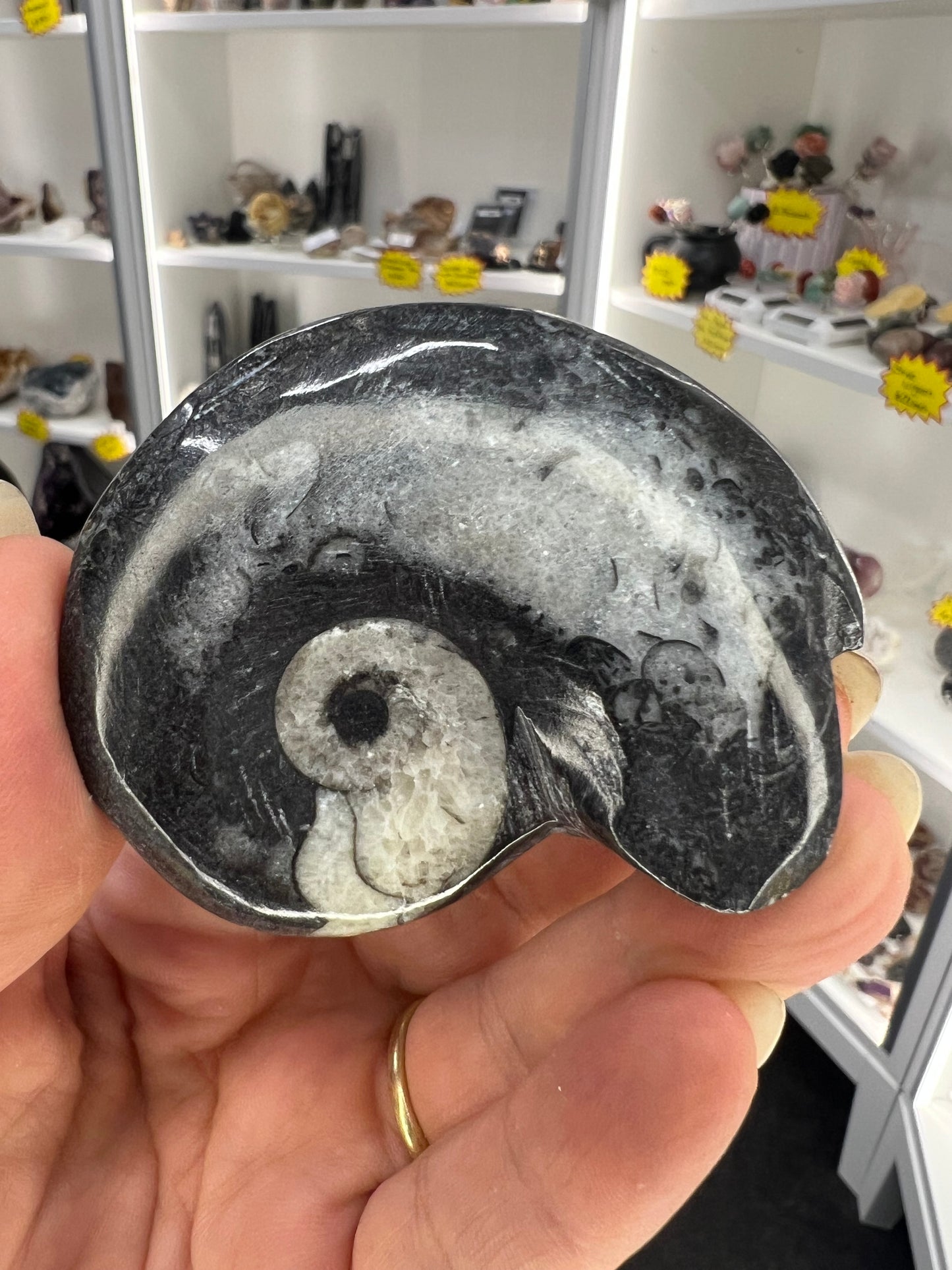 Gonatite Fossil